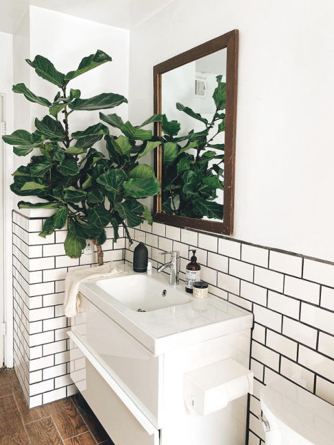 Le figuier lyre, une plante qui trouve sa place dans n'importe quelle pice de la maison !