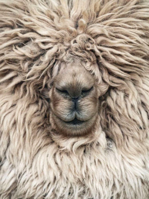 Repousser son rendez-vous annuel chez le coiffeur... tout un art !