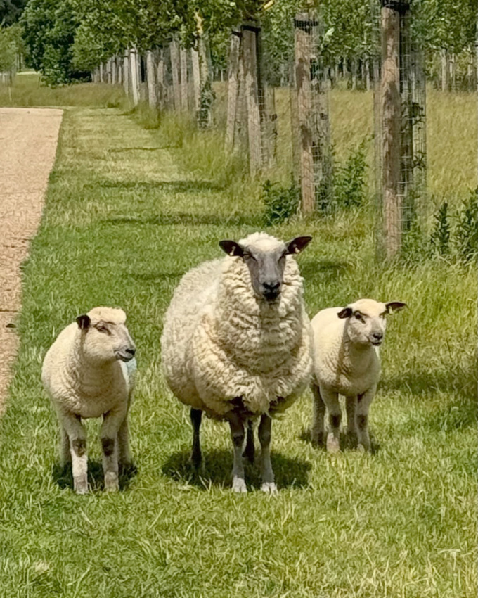 Sortir en famille... tout un art !